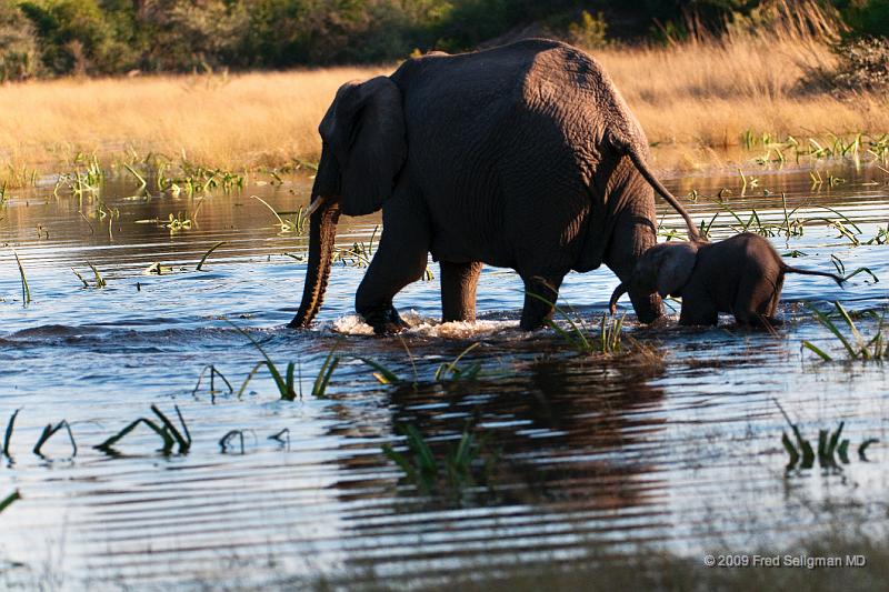 20090614_094304 D300 X1.jpg - Following large herds in Okavango Delta.  Baby following Mom